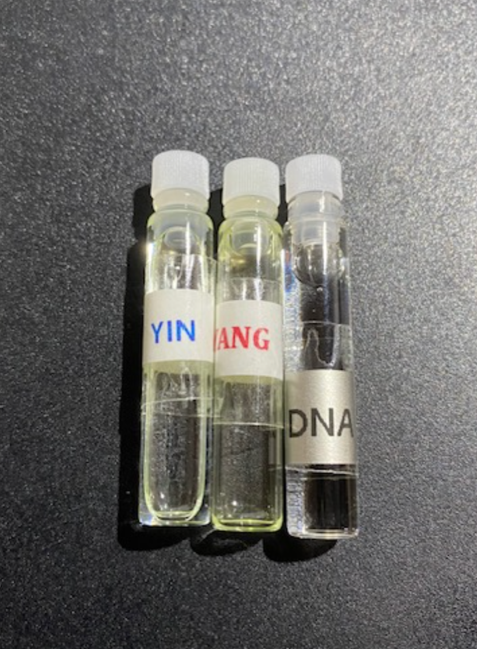 Ampullen Yin, Yang, DNA